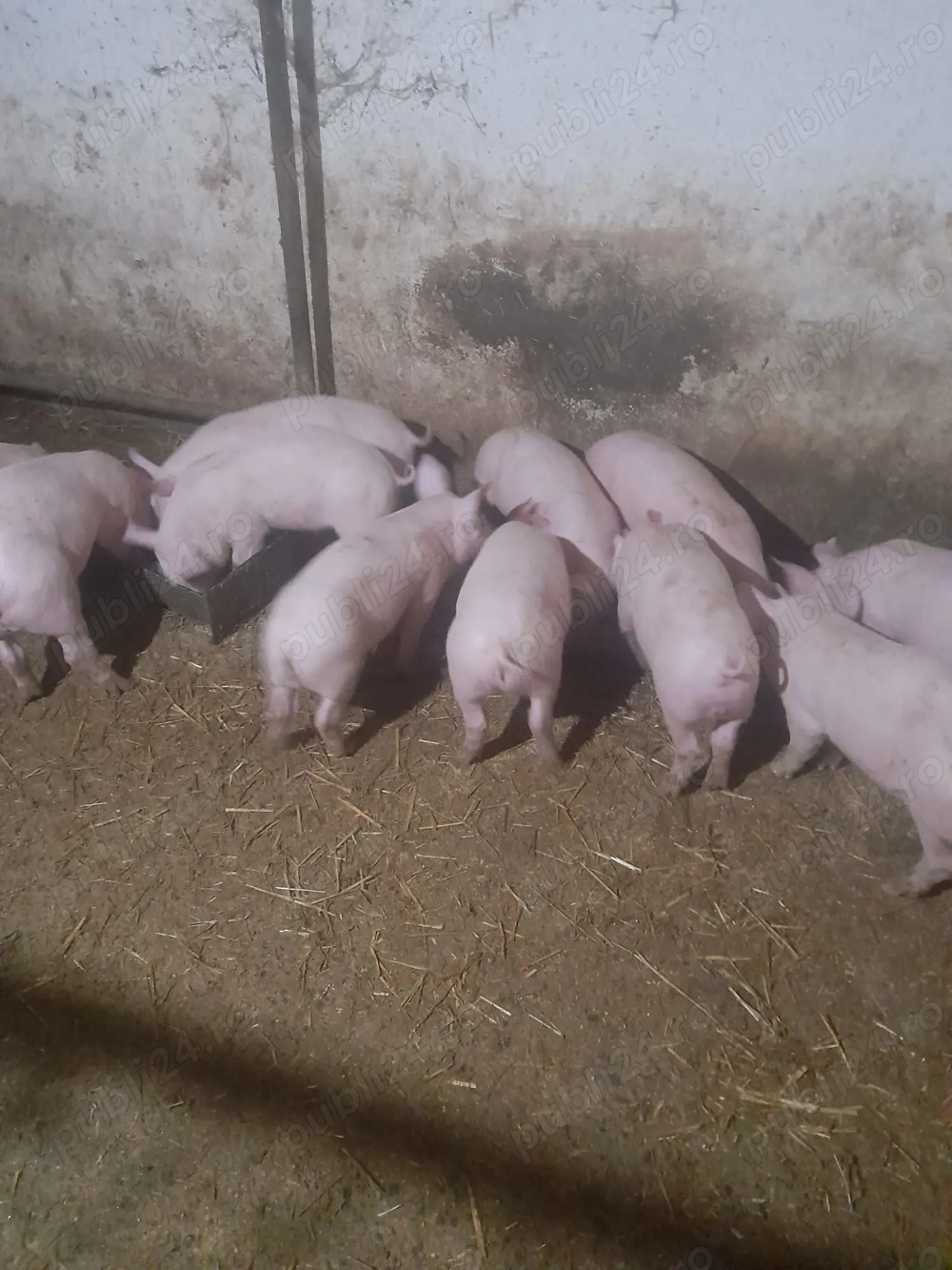 Vând purcei marele alb - INAND Bihor