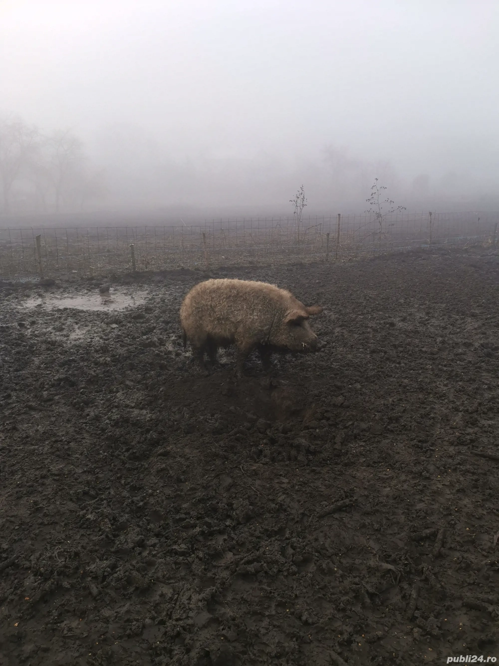 Vier Mangalita 2 ani sau schimb cu unul pana în 50kg