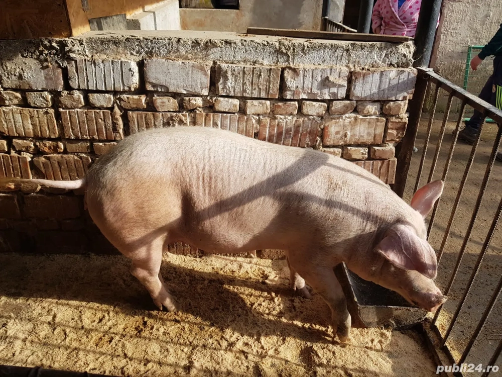 vand porc 160 kg  rasa românească 