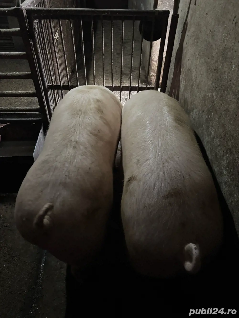 Porci grasi , porci de vanzare