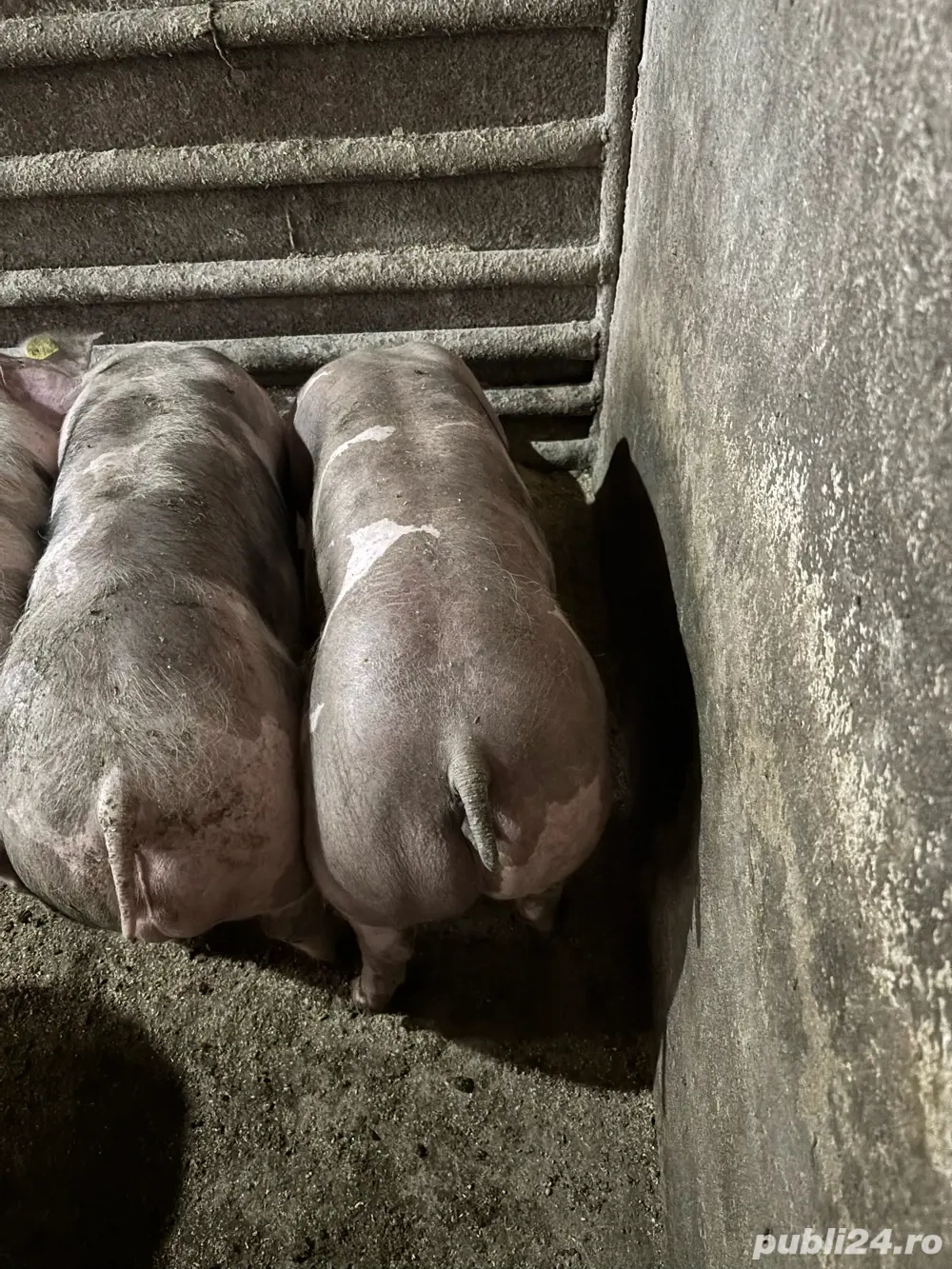 Soldani pietrean   pietrain purcei porci