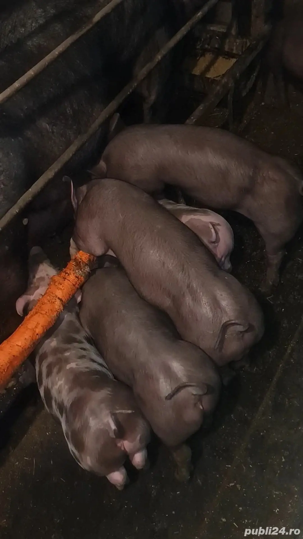 Disponibili Purcei Pietrain Belgian Pur  (grasuni ,porci)