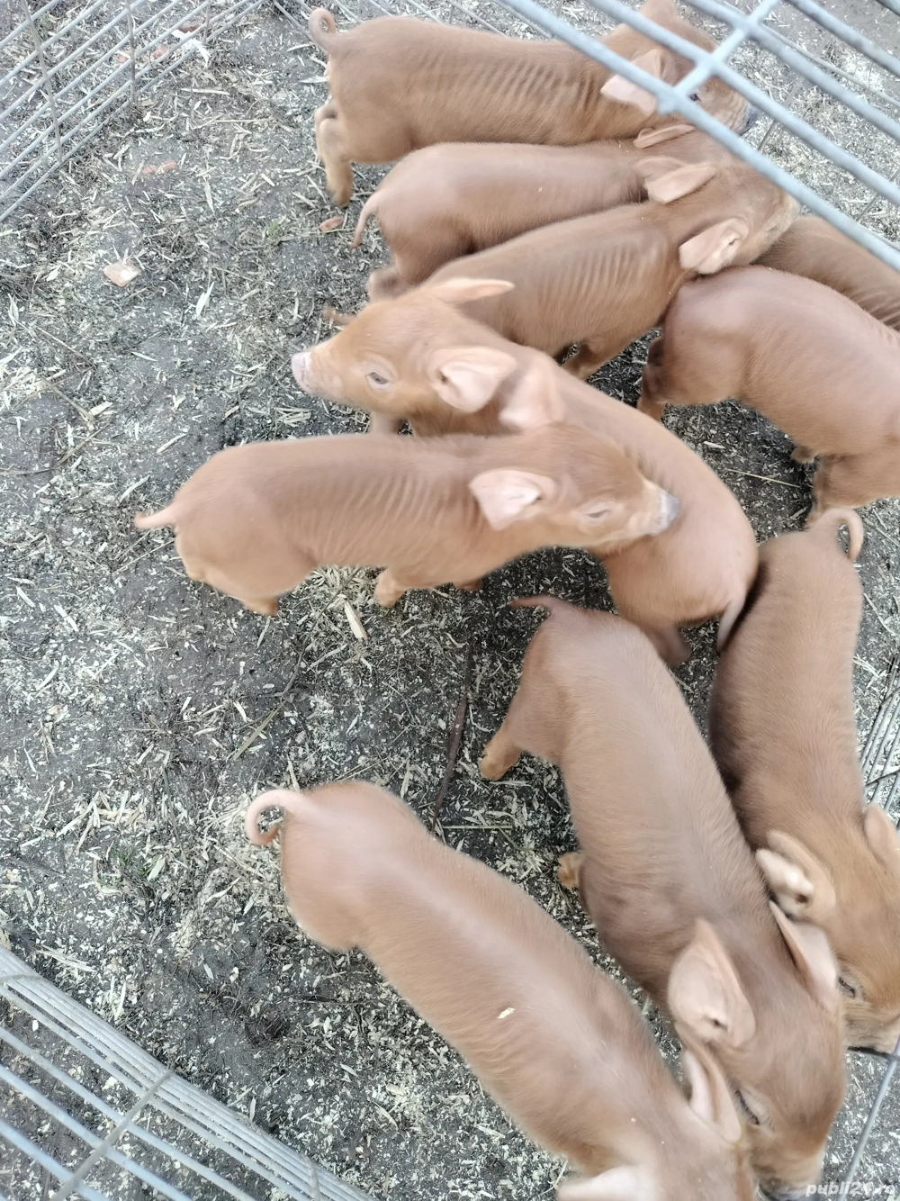 Purcei de 8 saptamani vaccinati 