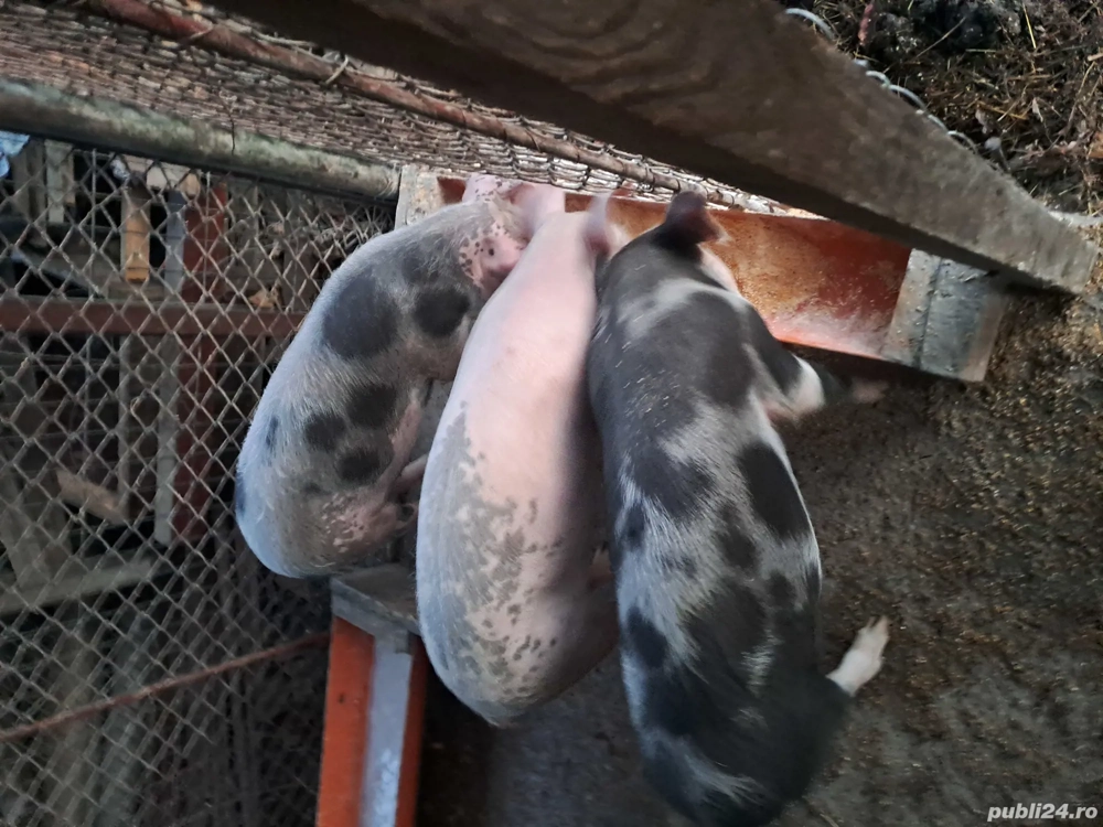 Purcei de vânzare 25 -30 kg