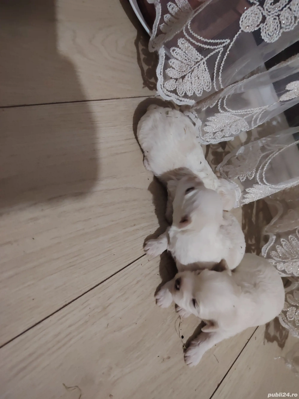 Vând  cătei Bichon