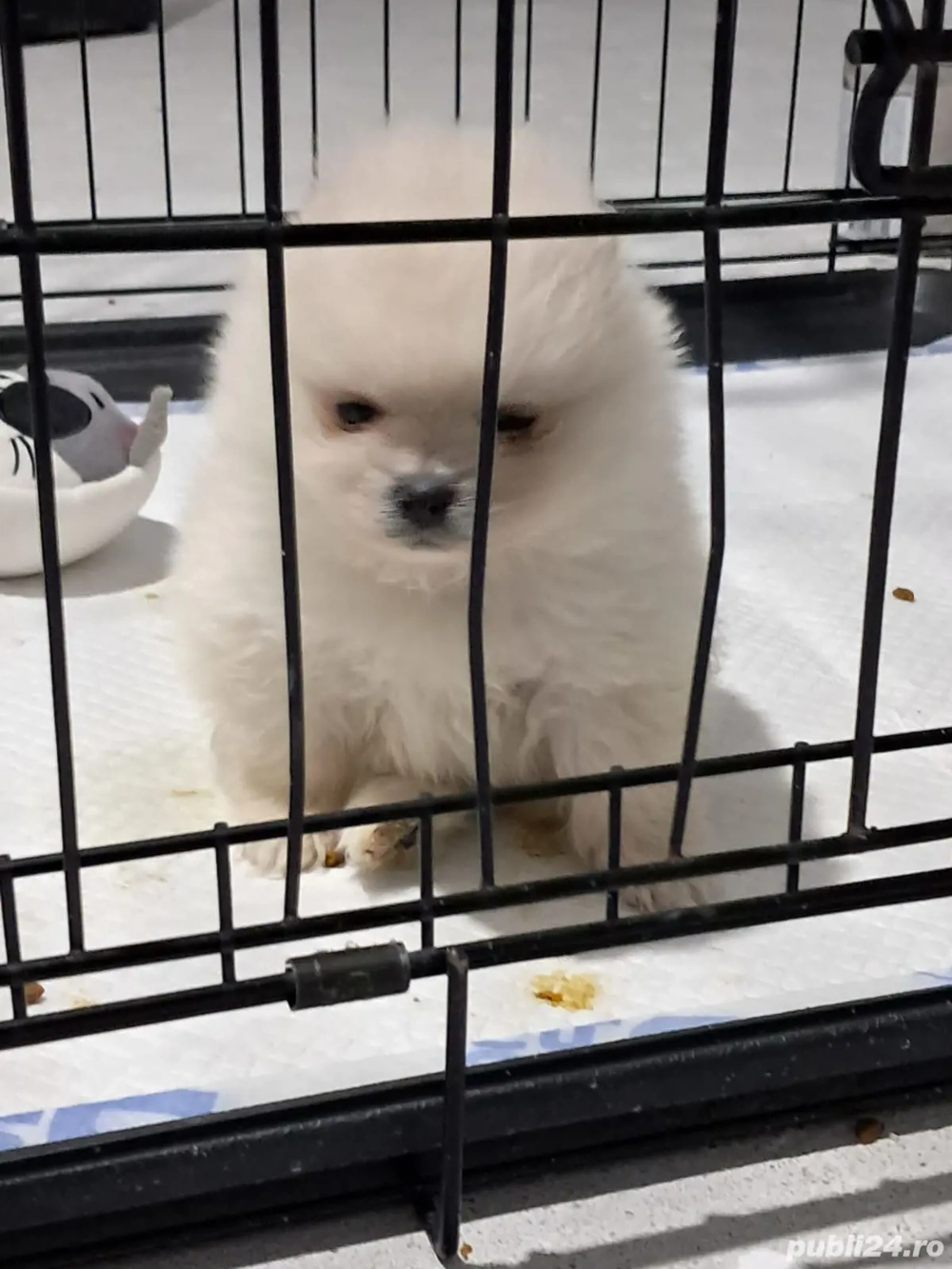 Pomeranian  mini spitz