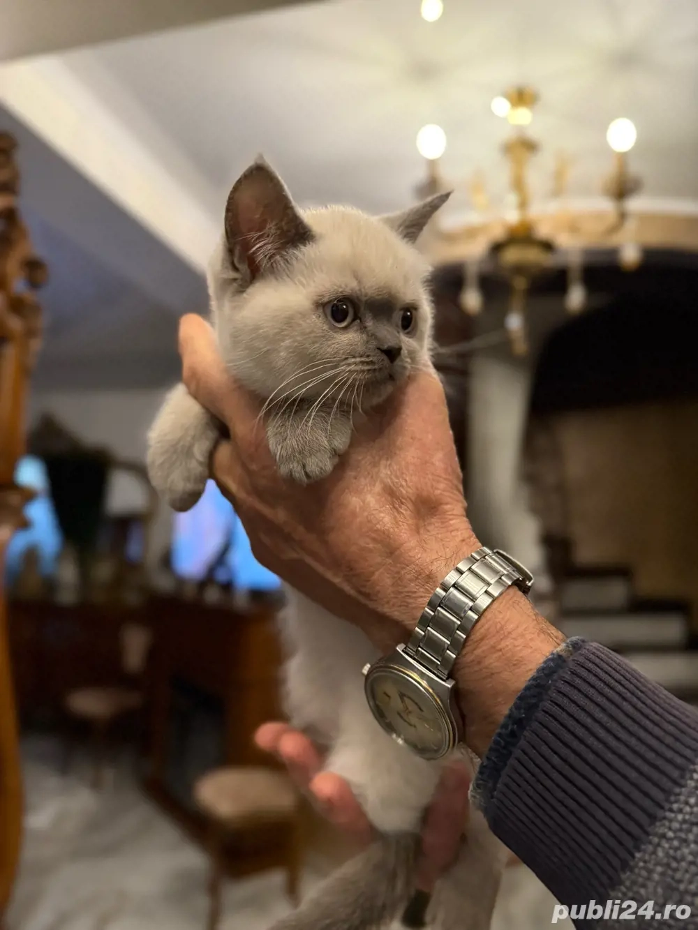 Pui British Shorthair