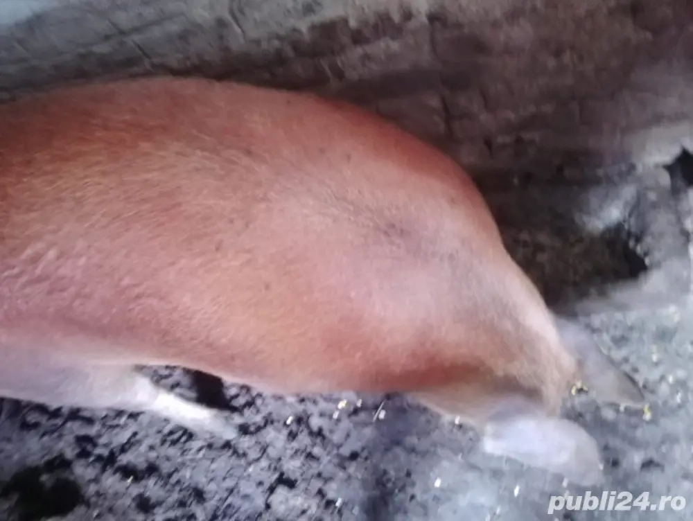 Scroafa Duroc de vânzare