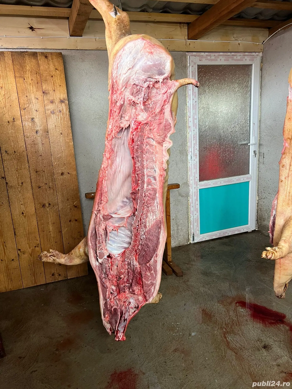 vand porci de carne in carcasa, rasa pietrain, pic, duroc cu pietrain si duroc pur 