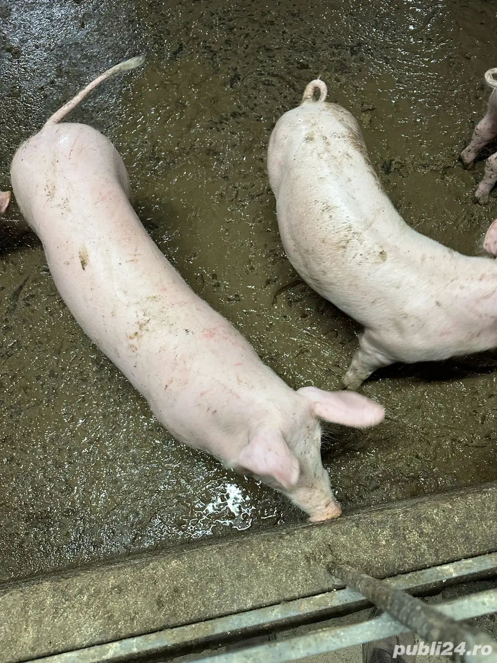 Vând porc crescut natural!