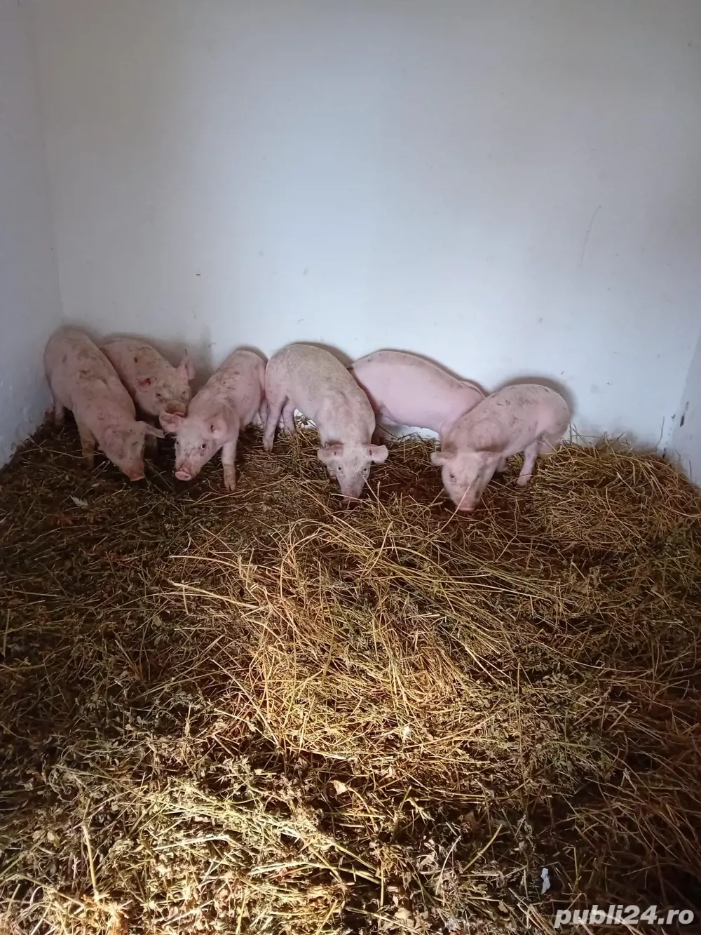 Vând purcei sănătoși, castrați și deparazitați