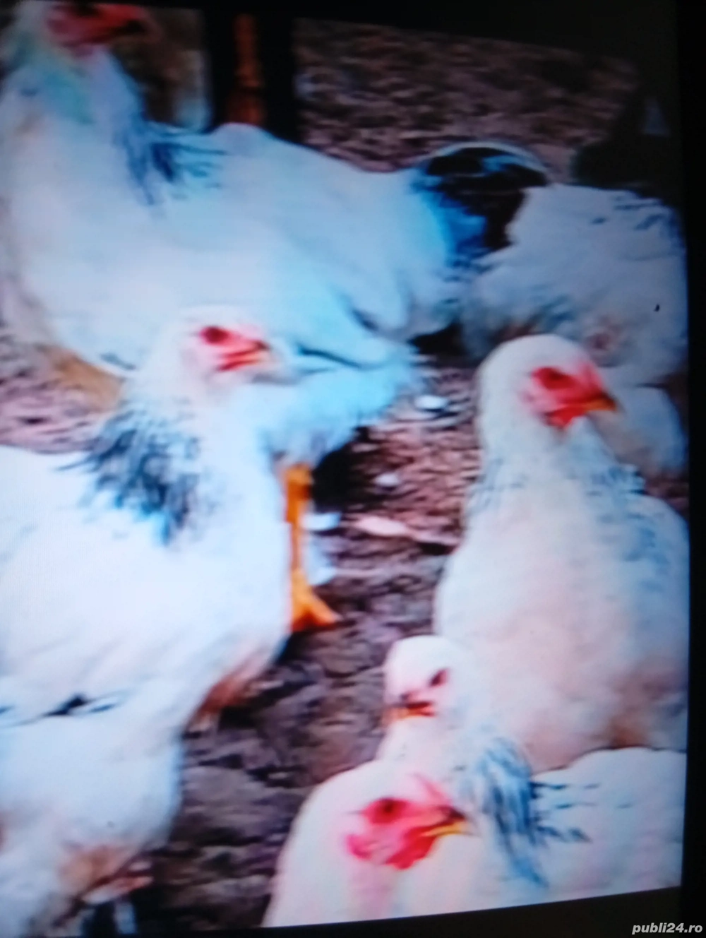 Vind puicuțe de rasă Brahman 