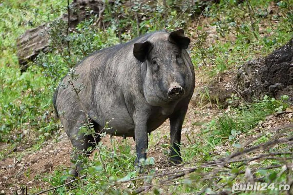 Vând porc iberec