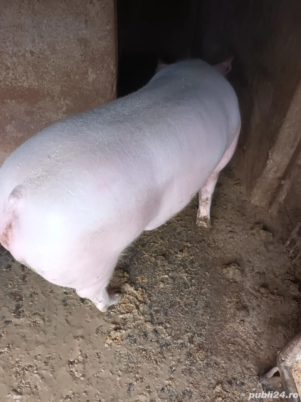 vand porc  aproximativ 130 kg