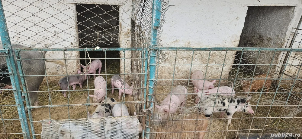 purcei, grasuni Schimb cu boabe de porumb