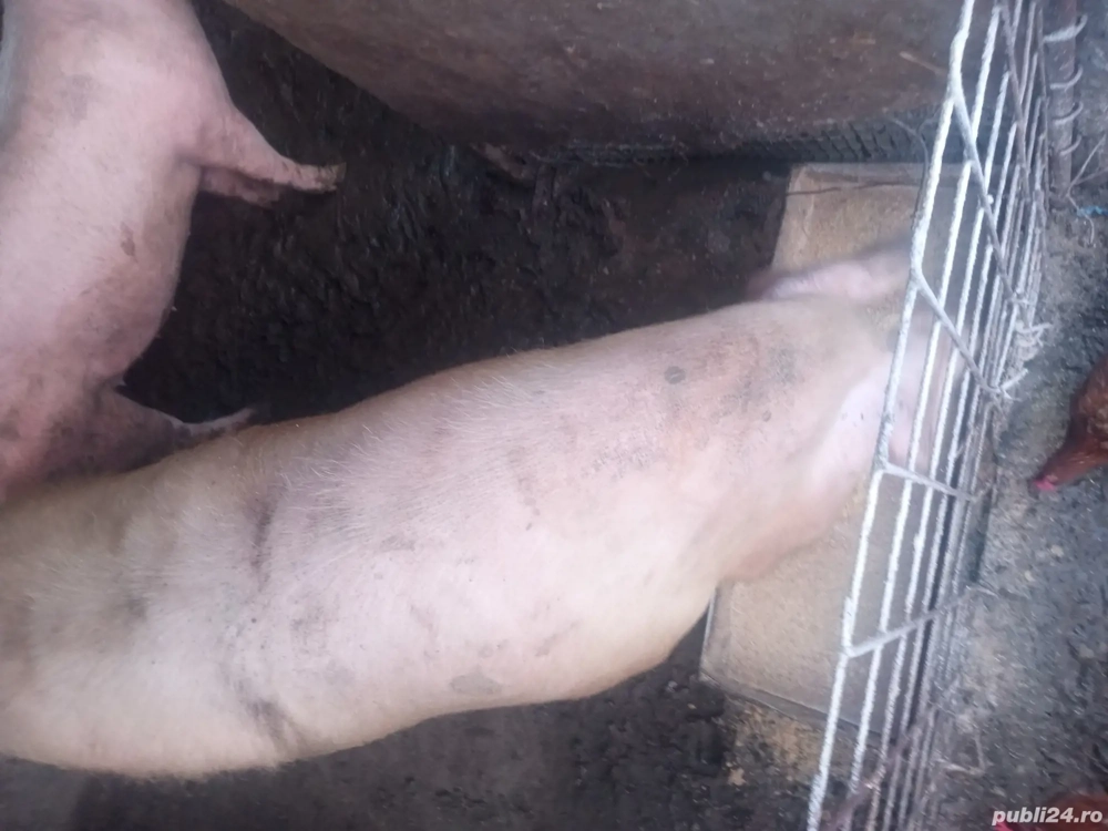 Porci pentru sacrificat 