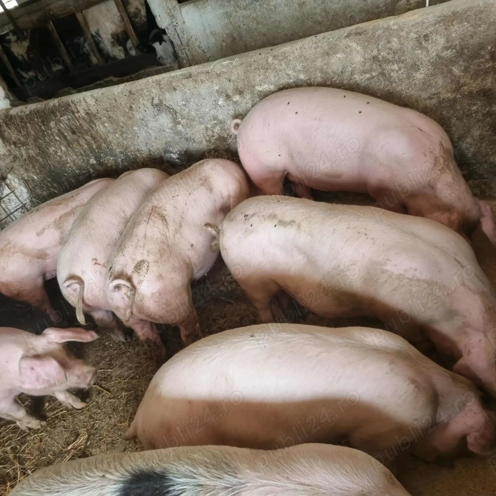 Vând porci crescuți cu cereale ! 