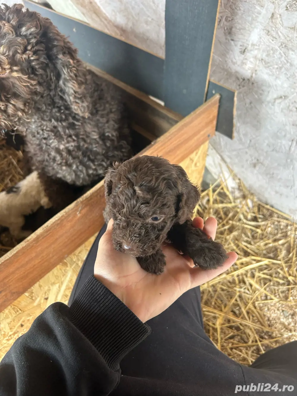 Vand pui lagotto romagnolo
