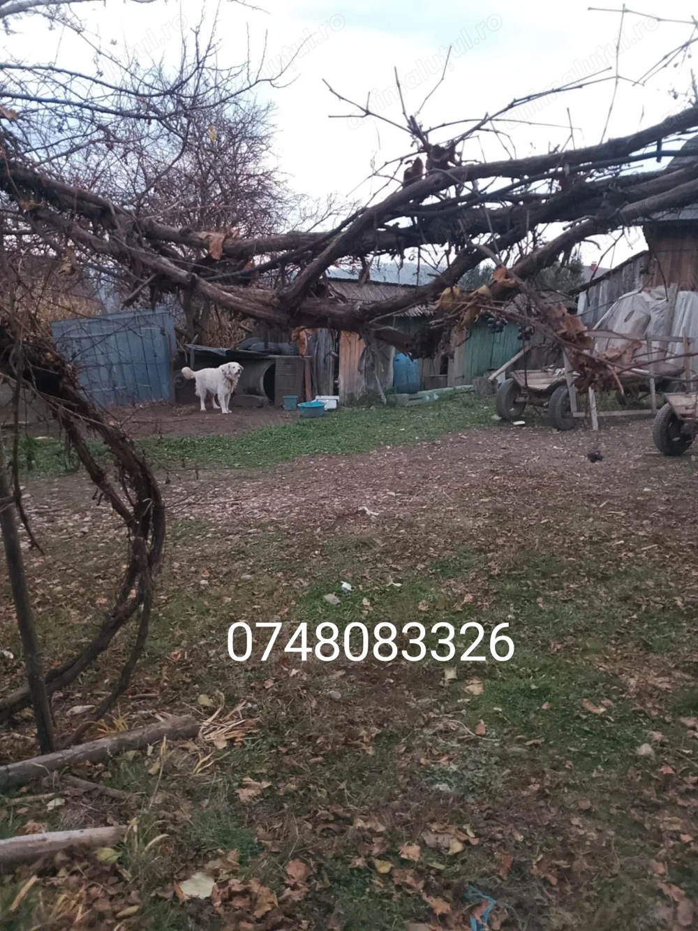 Vând sau schimb câine cu oi