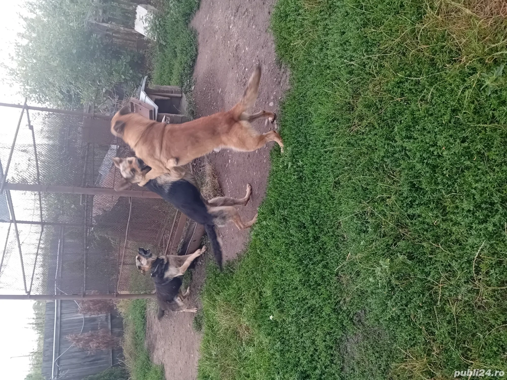 VÂND CAINI SI CATEI ciobanesc german si ciobănesc belgian 