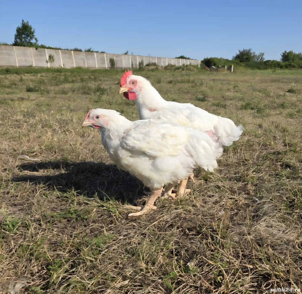 Vand pui de carne de 9 saptamani