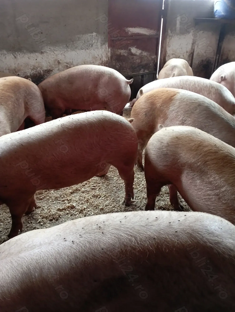 Vând porci mari de carne 