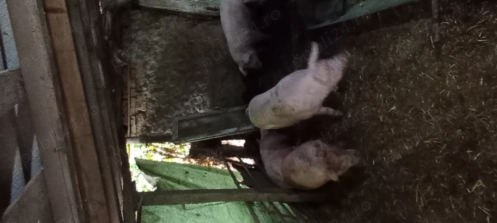 Vând porc 120 130 kg crescut în gospodăria proprie