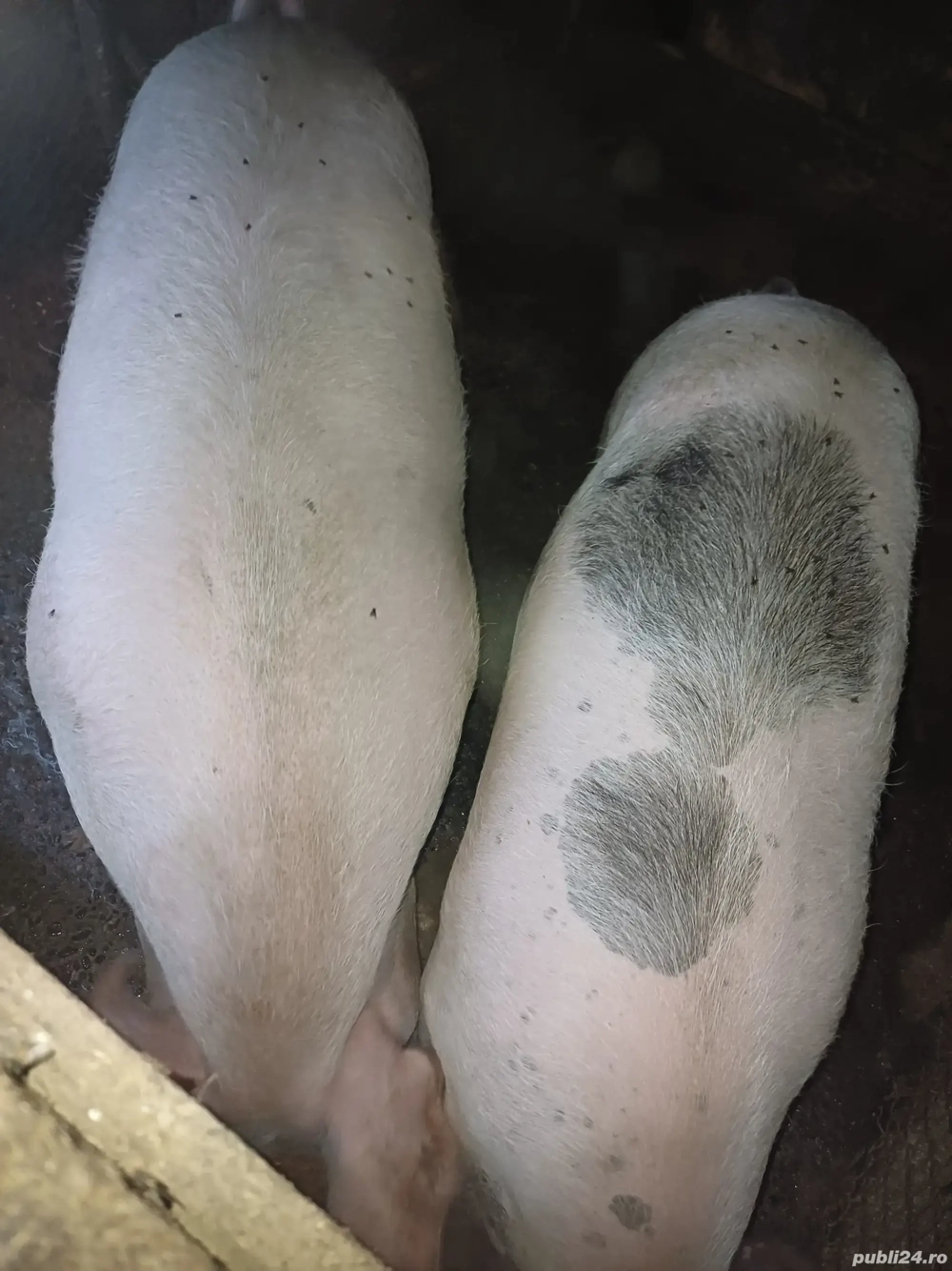 Vand 1 porc si o purcea