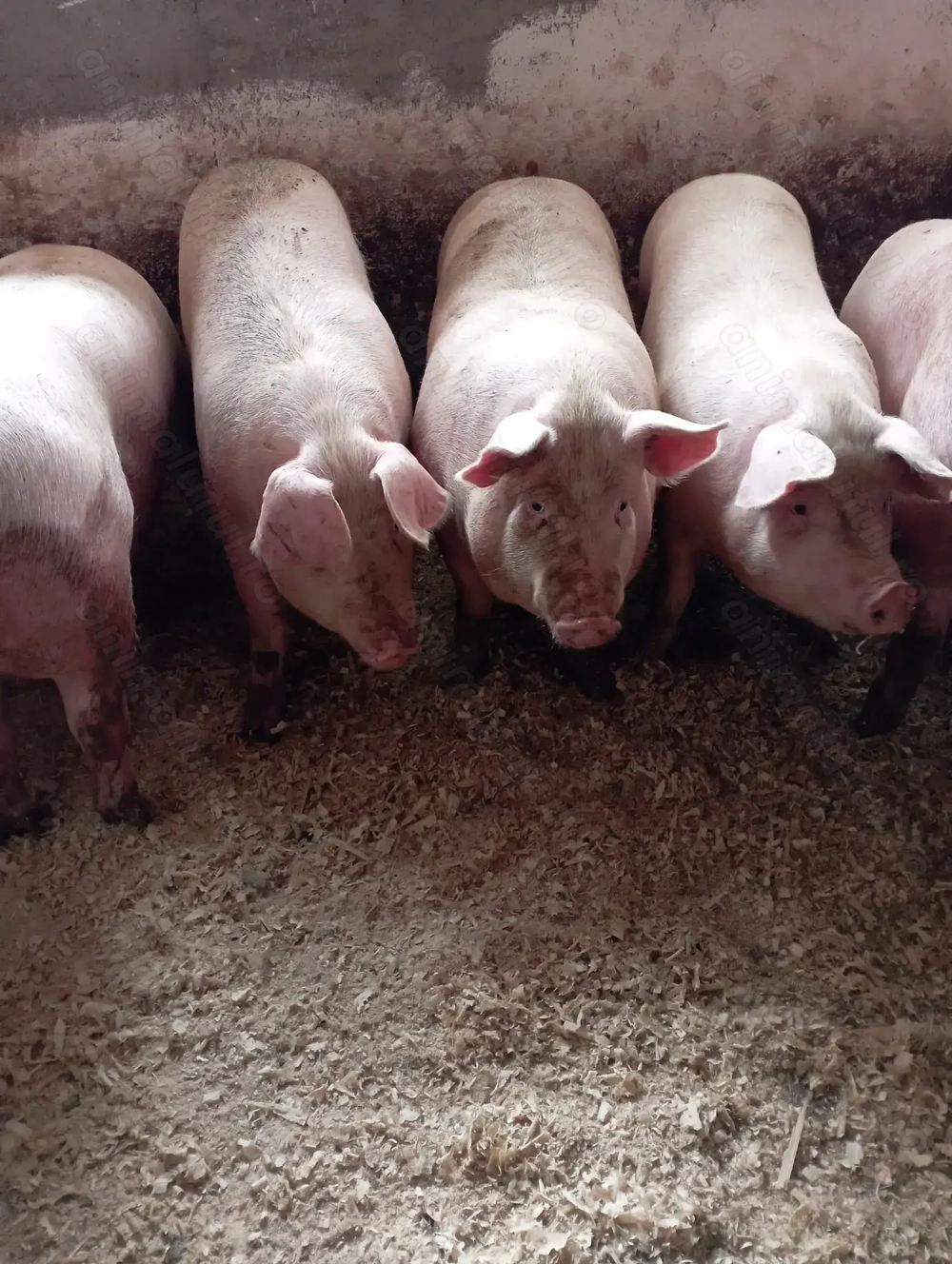 Porci grași de vanzare