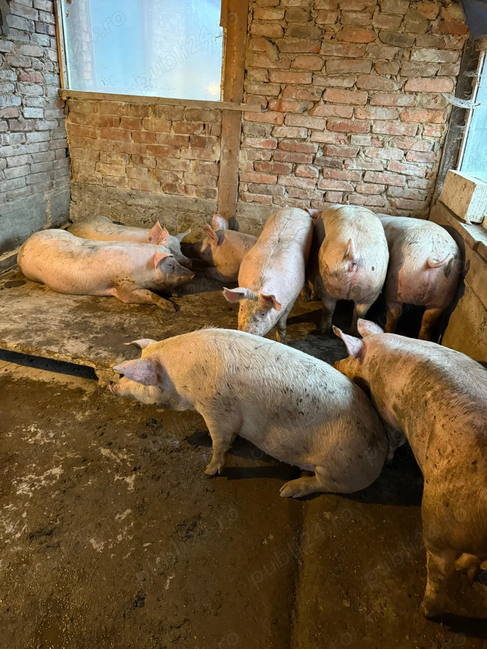 Vând porci pentru sacrificat 100-130