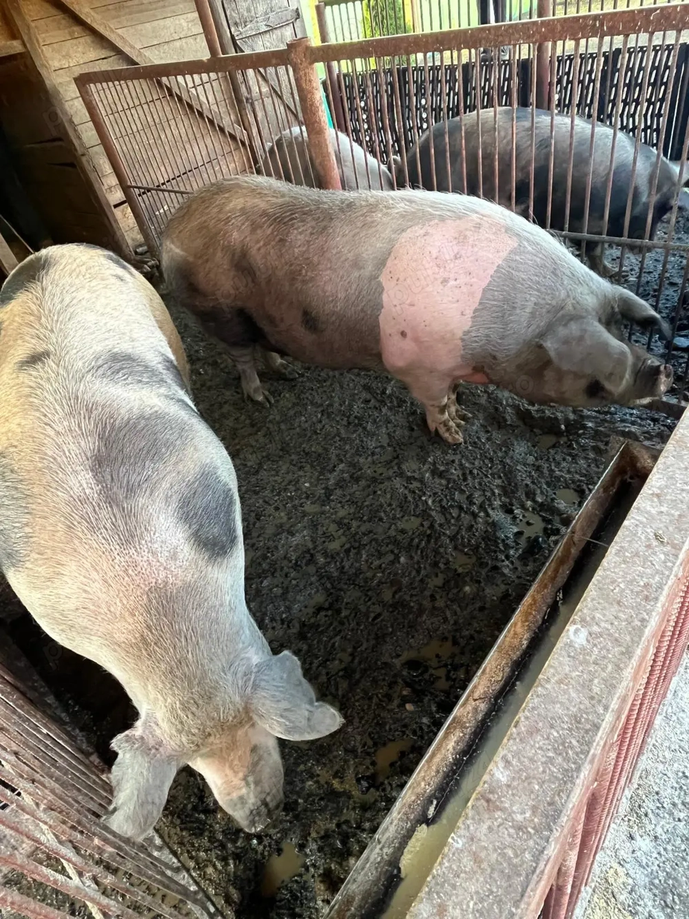 De vanzare   porci de carne 