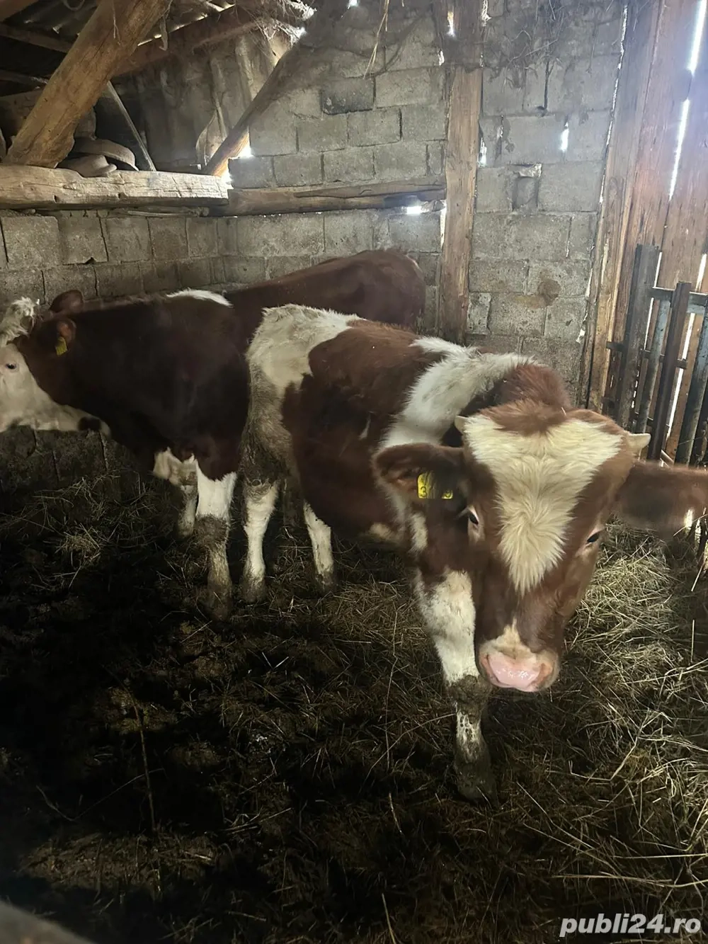 Vand 2 taurasi baltati 