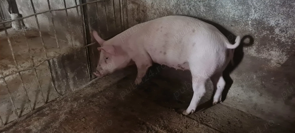 Porci grasuni de vanzare 