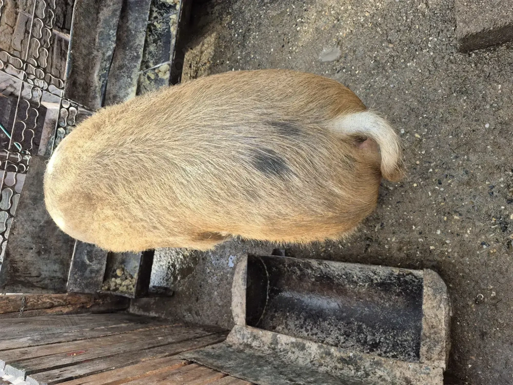 Disponibil 140-150kg +