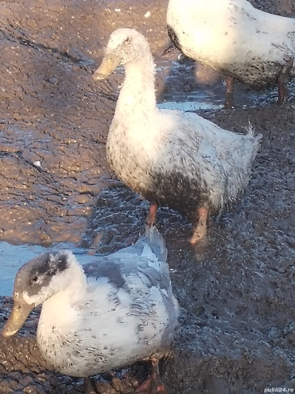 rate și gâște de vânzare 