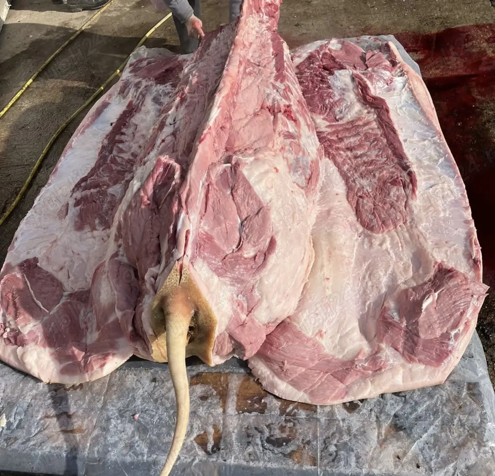 Vând porcii crescuți în gospodărie 