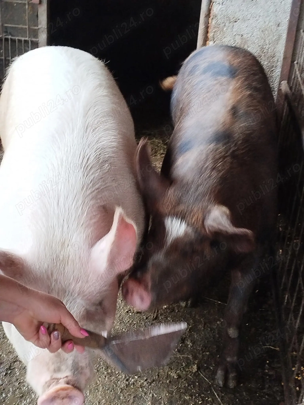 Vand porci 120kg-250kg prin alegere pe care il doriti 