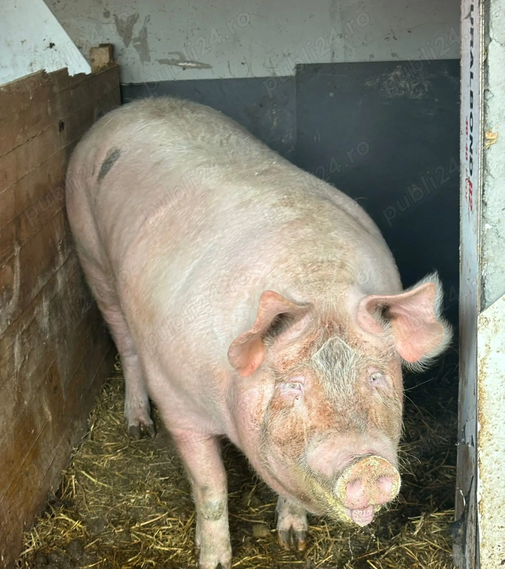 Vând Purcea 350-370 kg