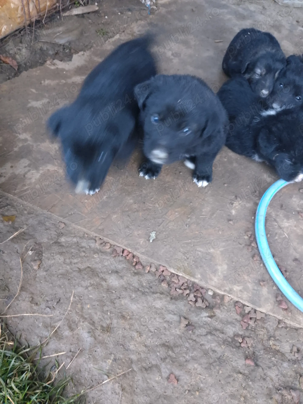 Donez catei rasa ciobanesc corb romanesc