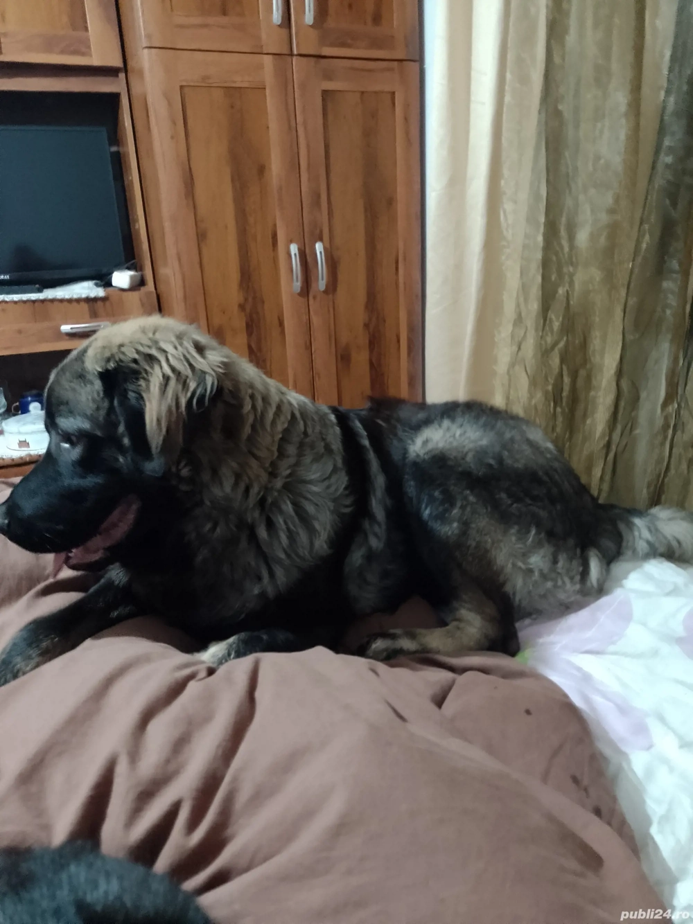 vand caucazian mascul 10 luni