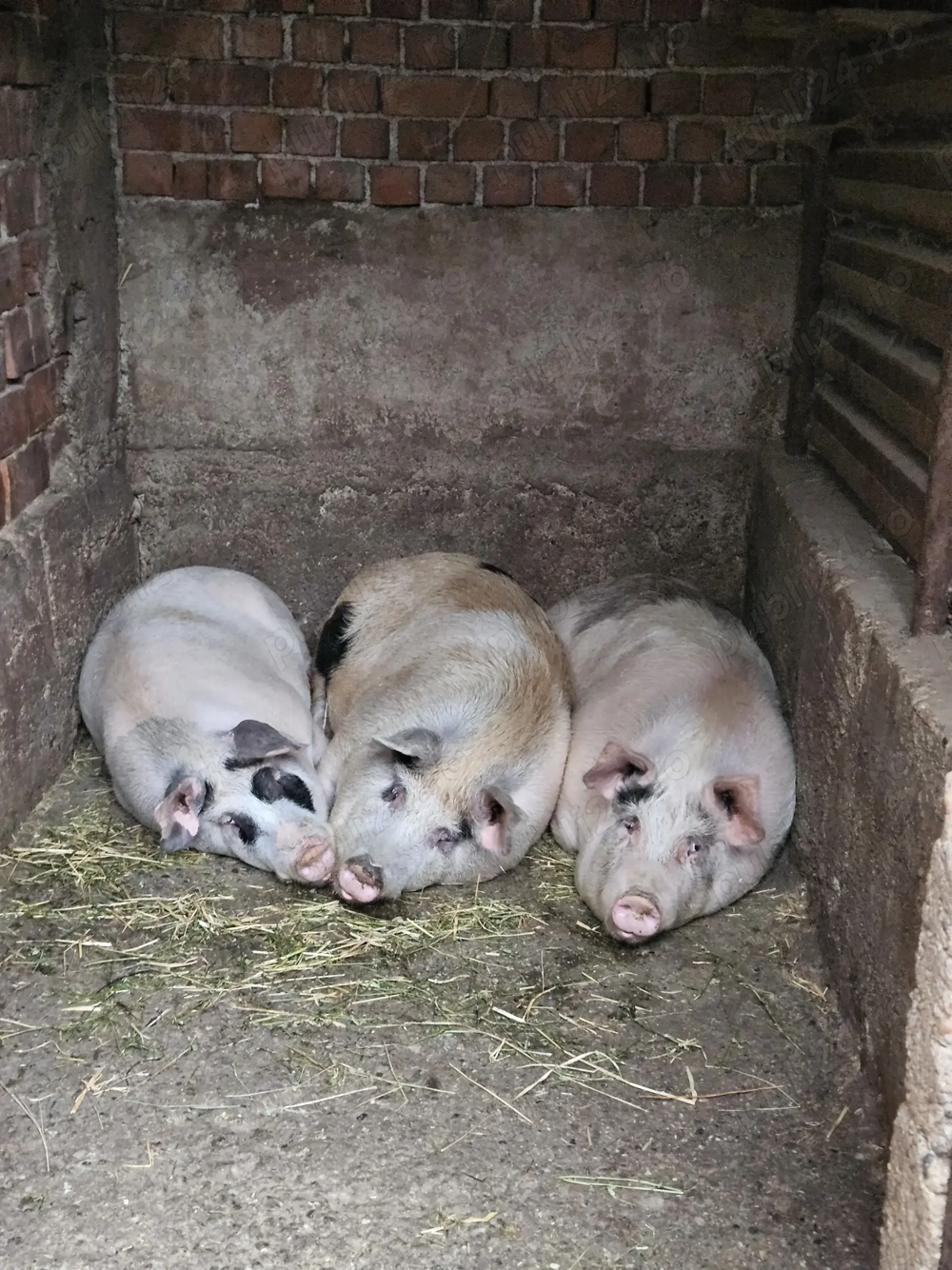 Vand porci pentru sacrificat