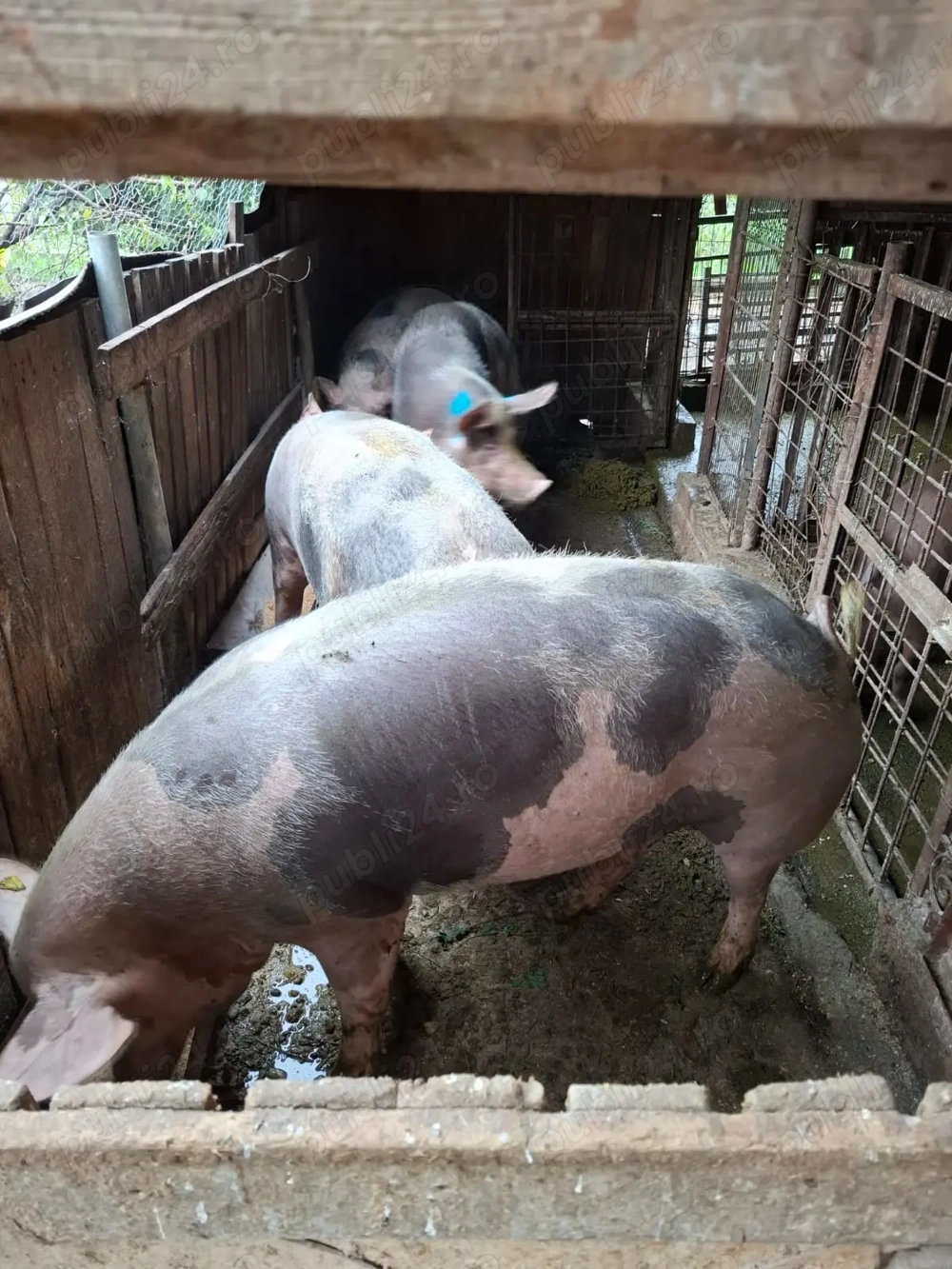 Porci pt Crăciun de carne rasa pietrean preț 16  lei. Kg