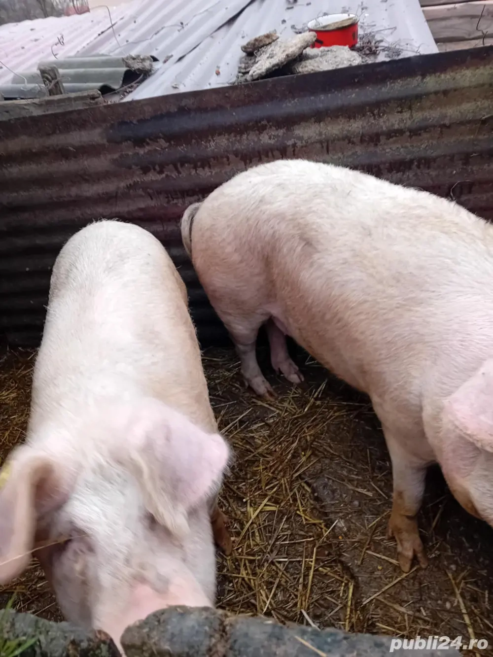 Porc vanzare|140-150kg|Pret bun!