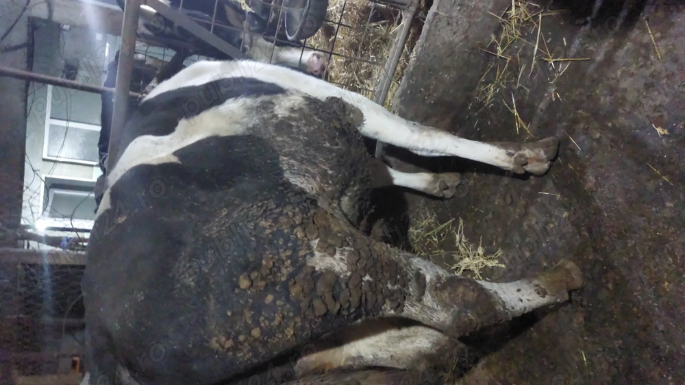 Vand tauri baltata romaneasca