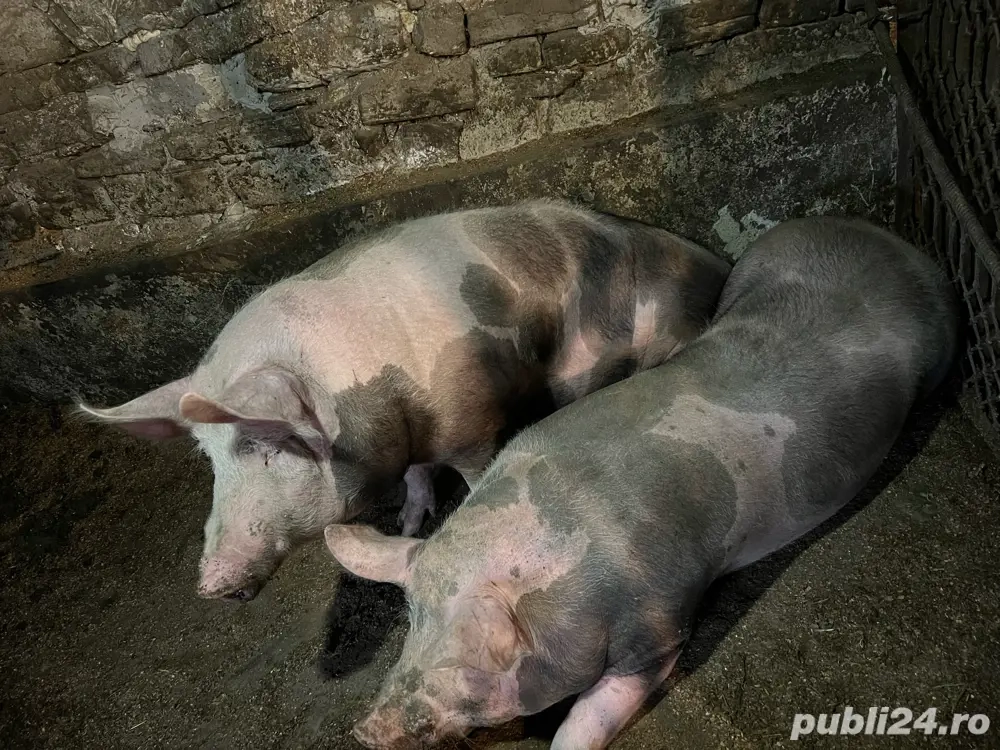 2 porci de carne -de vanzare 
