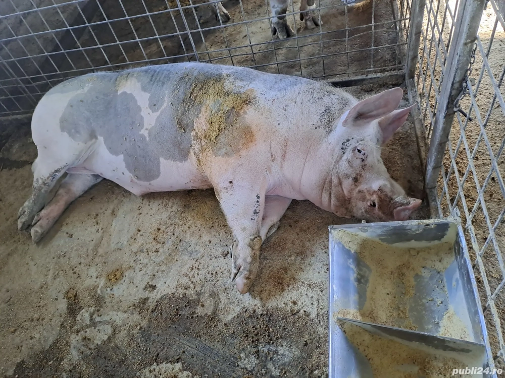 porc pietrean si bazna