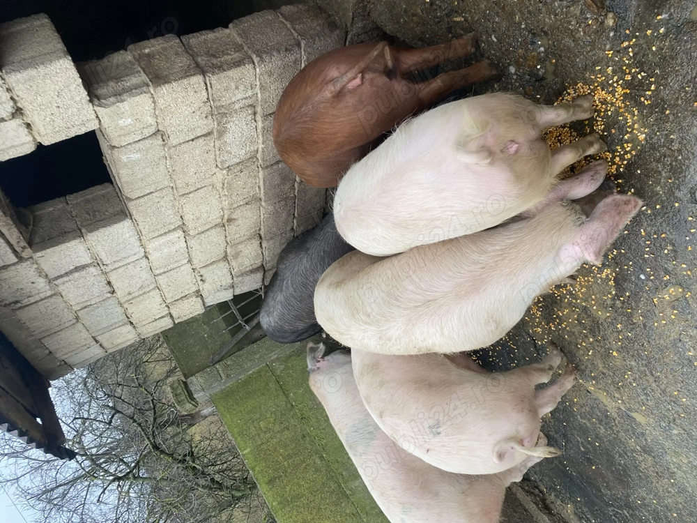 Porci de vânzare 100-150kg