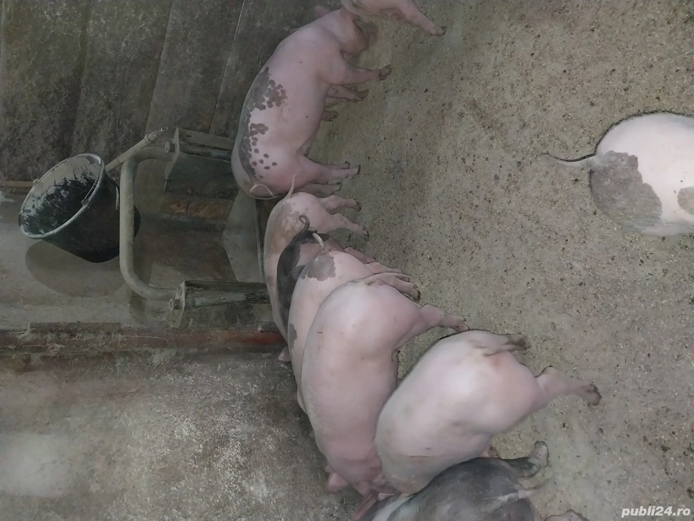 Purcei de vânzare  .