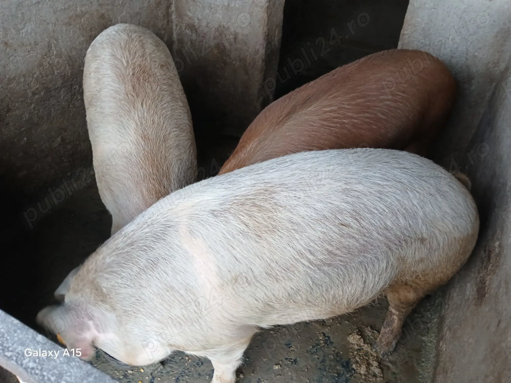 porci crescuți natural 