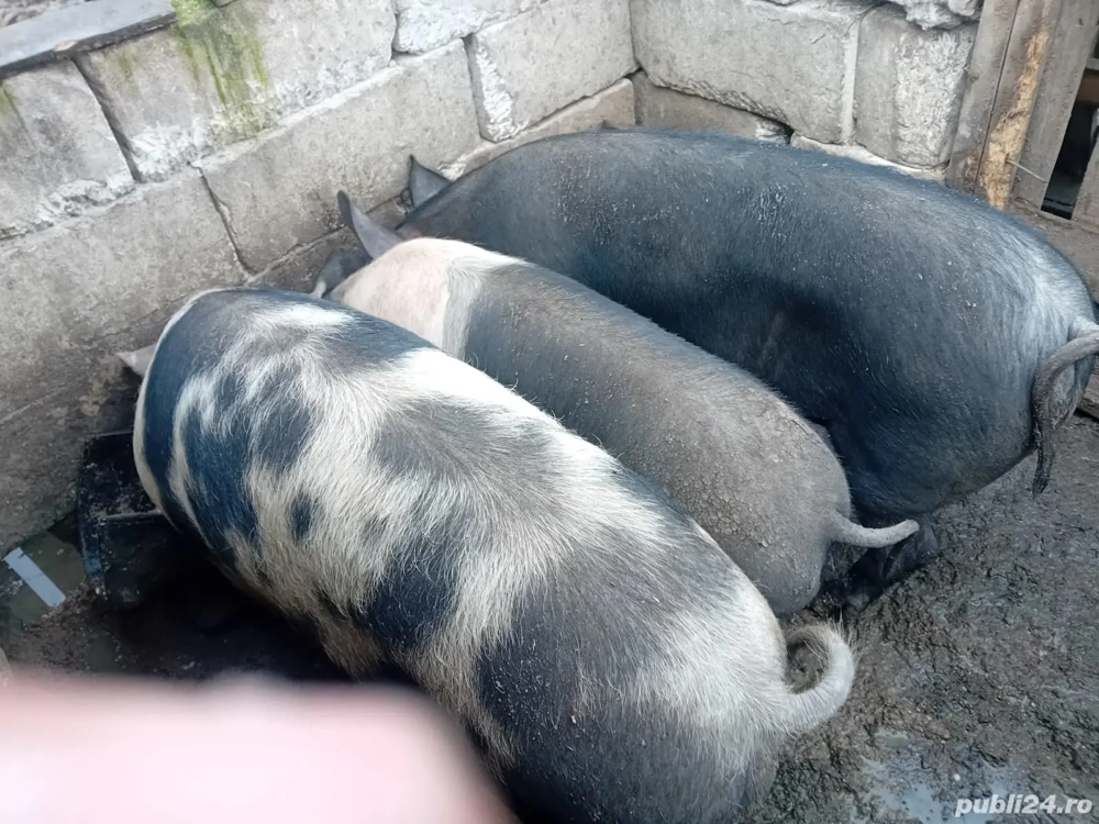 vand porcii crescuți cu bucate 